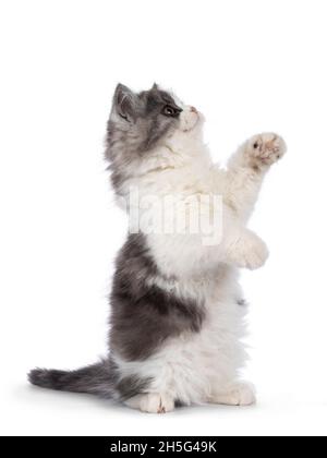 very cute blue with white Tailed Cymric aka Longhaired Manx cat kitten, sitting side ways on hind paws playing. Looking up and away camera. isolated o Stock Photo