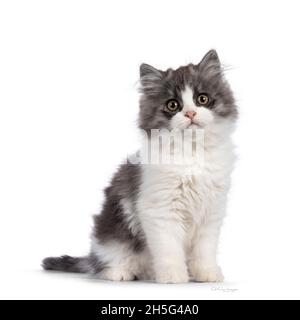 very cute blue with white Tailed Cymric aka Longhaired Manx cat kitten, sitting up side ways. Looking straight into camera with the sweetest eyes. iso Stock Photo