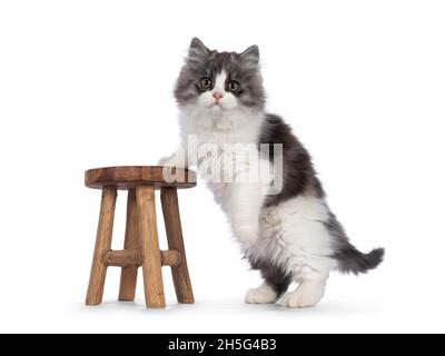 very cute blue with white Tailed Cymric aka Longhaired Manx cat kitten, standing side ways with one paw on little wooden stool. Looking straight into Stock Photo