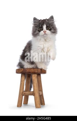 very cute blue with white Tailed Cymric aka Longhaired Manx cat kitten, sitting facing front on little wooden stool. Looking straight into camera with Stock Photo