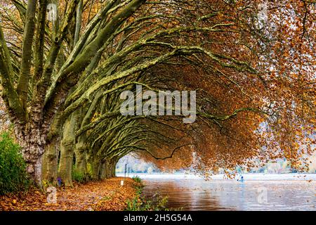 Alley of plane trees (Platanus × acerifolia) in autumn on the shore of Lake Baldeney, Baldeneysee, Hardenbergufer, Essen, Germany Stock Photo