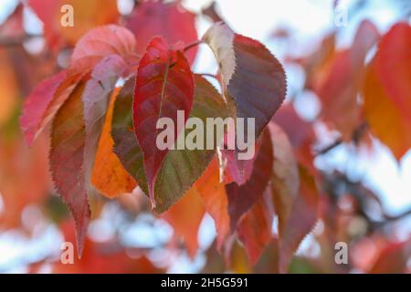Vibrant red Autumn leaves of Tupelo or Black Gum tree 'Nyssa sylvatica'. Soft bokeh background with selective focus on front leaf. Dublin Ireland Stock Photo