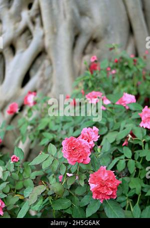 Shrub of Rosa Damascena or Kazanlak Rose with Blurry Big Tree in the Backdrop Stock Photo