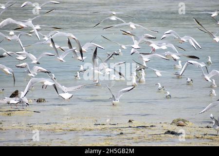 Flock of silver gulls wading by and flying over the shore Stock Photo
