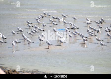 Flock of silver gulls wading by the shore Stock Photo