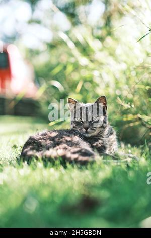 Grey cat lying in the grass and enjoying the sun. High quality photo Stock Photo