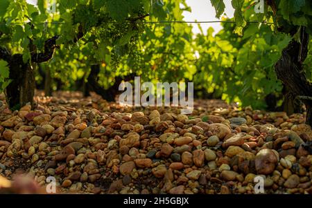 The vineyards and pebbles of Saint Estephe, Bourdeaux Stock Photo