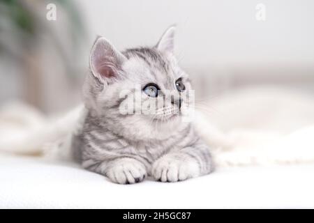 Portrait cute little striped Scottish fold Kitten cat at home. Kitty looking at camera on white bed  Stock Photo