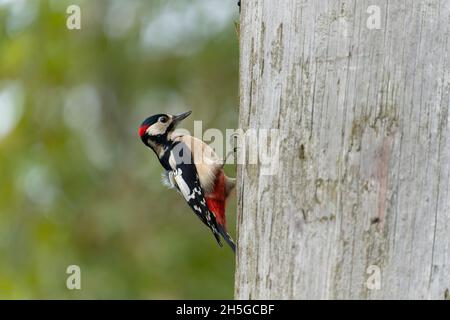 Great-spotted woodpecker, Dendrocopos major, Single male on telegraph pole, Warwickshire, November 2021