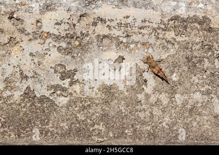 Italian locust Calliptamus italicus camouflaged on concrete wall in autumn, Hungary Stock Photo