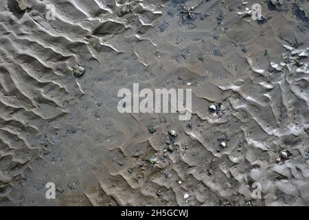 Natural textured surface of wet sand and little stones at a beach in the netherlands Stock Photo