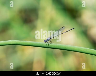 Purple Damselfly resting on green reed at the water edge. Stock Photo