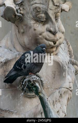 22 May 2019 Munich, Germany - pigeon drinking water from fountain at Marienplatz, trade center of Munich. Sculpture details Stock Photo