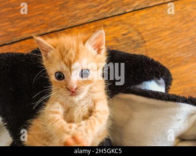 Ginger kitten looking deep in thought, paws together laying on back, looking down Stock Photo