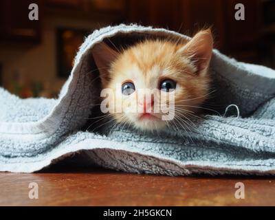 Orange kitten peeking head out from inside blue blanket, close-up Stock Photo