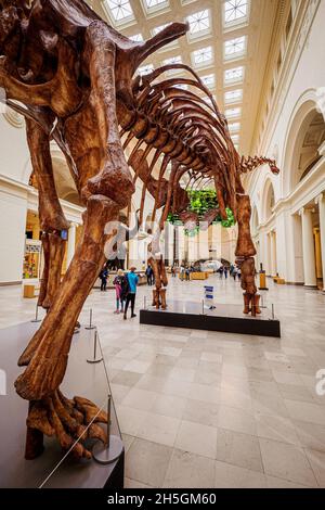 Fossil skeleton of Máximo Titanosaur Patagotitan mayorum, the largest ...