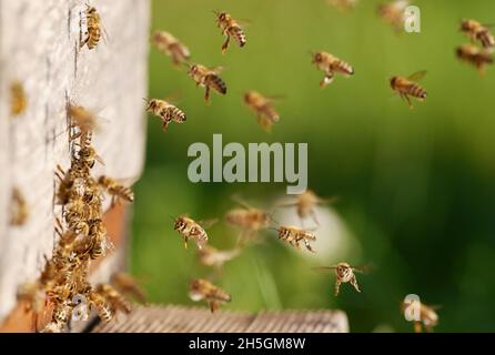 Berlin, Germany. 09th Nov, 2021. 09.11.2021, Berlin. Honey bees (Apis) approach the entrance hole to their hive on a mild, sunny autumn day. Credit: Wolfram Steinberg/dpa Credit: Wolfram Steinberg/dpa/Alamy Live News Stock Photo
