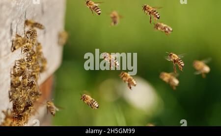 Berlin, Germany. 09th Nov, 2021. 09.11.2021, Berlin. Honey bees (Apis) approach the entrance hole to their hive on a mild, sunny autumn day. Credit: Wolfram Steinberg/dpa Credit: Wolfram Steinberg/dpa/Alamy Live News Stock Photo