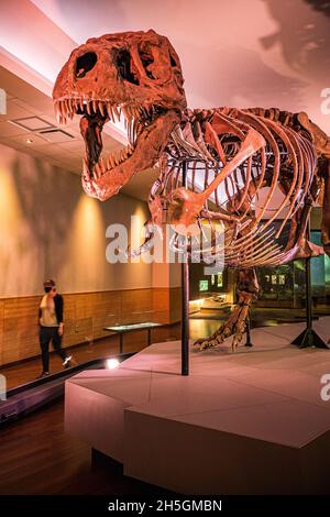 View of the famous fossil of Sue, a huge T. rex, at the Evolving Planet evolution exhibition at the Field Natural History Museum in Chicago, IL, USA Stock Photo