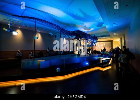 View of the famous fossil of Sue, a huge T. rex, at the Evolving Planet evolution exhibition at the Field Natural History Museum in Chicago, IL, USA Stock Photo