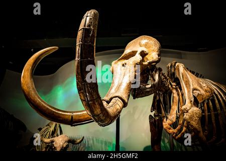 Fossil skeleton reconstruction of a Mammoth at the Evolving Planet evolution exhibition at the Field Natural History Museum in Chicago, IL, USA Stock Photo