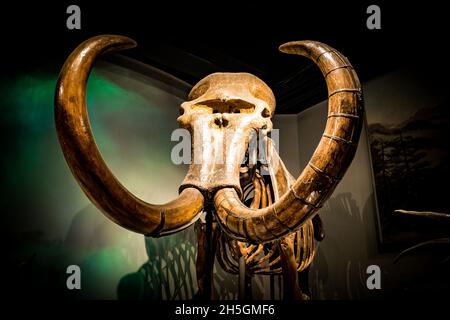 Fossil skeleton reconstruction of a Mammoth at the Evolving Planet evolution exhibition at the Field Natural History Museum in Chicago, IL, USA Stock Photo