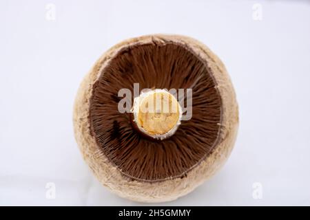 Closeup shot of details on the underside of a champignon Stock Photo