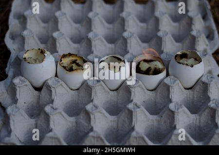 Empty eggshell candles burn in the egg tray. Five burning eggshells in a row. Selection trick. Stock Photo