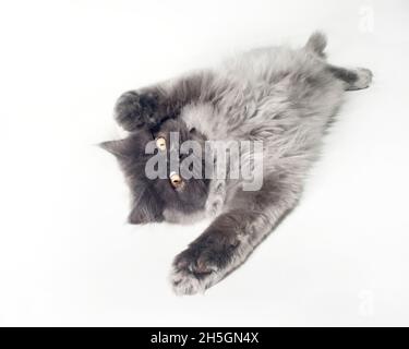 Funny long haired grey kitten lying on his back with his paws up over his head. Stock Photo