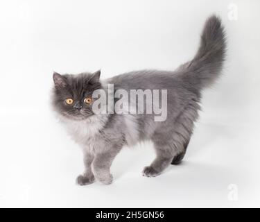Cute young long haired grey cat walking with one paw raised. Stock Photo