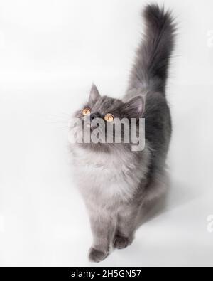 Cute long haired grey cat walking towards the camera looking up. Stock Photo