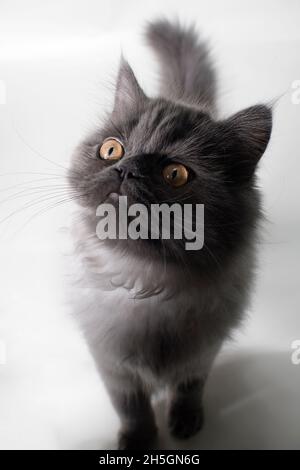 Cute photo of a young long haired grey cat walking towards the camera looking curious. Stock Photo