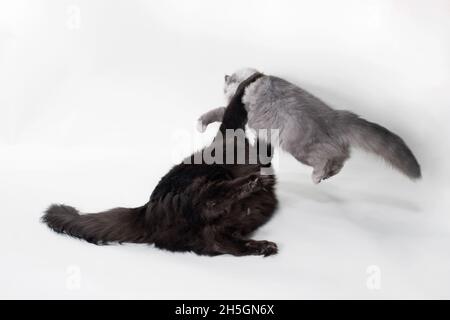 Two long haired grey cats playfully wrestling with each other. Stock Photo
