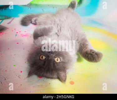 Cute grey kitten lying on his back looking at the camera. Stock Photo