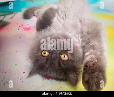 Cute fluffy grey kitten lying on his back reaching towards the camera. Stock Photo
