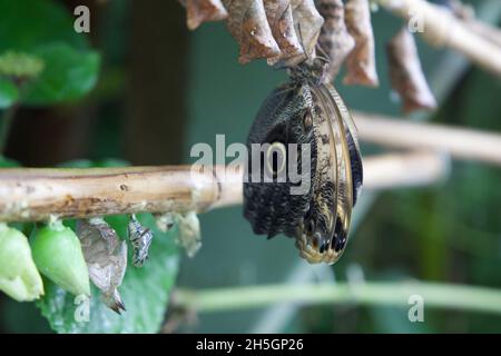 Giant Owl Butterfly just hatched out of it’s cocoon Stock Photo