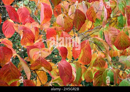 Closeup of dogwood leaves changing color in fall, Vancouver, British Columbia, Canada Stock Photo