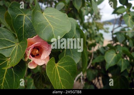 Flower of cottonwood hibiscus (Hibiscus tiliaceus) on the coast, Whitsunday Island, Queensland, Australia Stock Photo