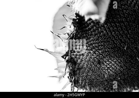 Selective focus on drooping sunflower head after petals have wilted Stock Photo