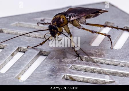 cockroach walking on bathroom drain, macrophotography of insects, pest Stock Photo