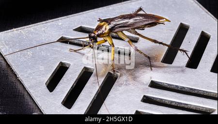 cockroach walking on bathroom drain, macrophotography of insects, pest Stock Photo