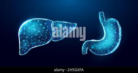 Human liver. Wireframe low poly style. Concept for medical, treatment of the hepatitis. Stock Vector