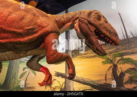 England, Isle of Wight, Sandown, Dinosaur Isle Museum, Model of a Neovenator  Dinosaur Stock Photo