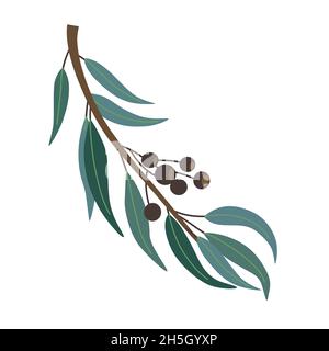 Vector stylized simple cartoon eucalyptus branch isolated on white background. Stock Vector