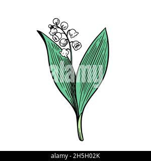 Lily of the valley isolated on white background. Hand drawn vector illustration in engraving style. Stock Vector