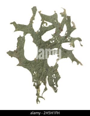 Tree lungwort, Lobaria pulmonaria isolated on white background Stock Photo