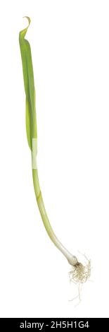 Fresh sand leek, Allium scorodoprasum isolated on white background Stock Photo