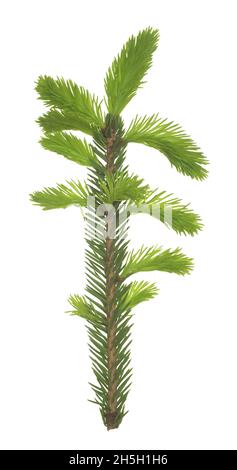Fir twig with fresh sprouts isolated on white background which are edible in springtime Stock Photo