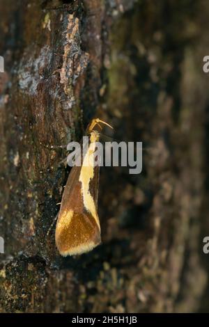 Concealer moth, Harpella forficella resting on wood, macro photo Stock Photo