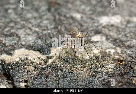 Mosquito feeding on sap on aspen tree, closeup photo Stock Photo